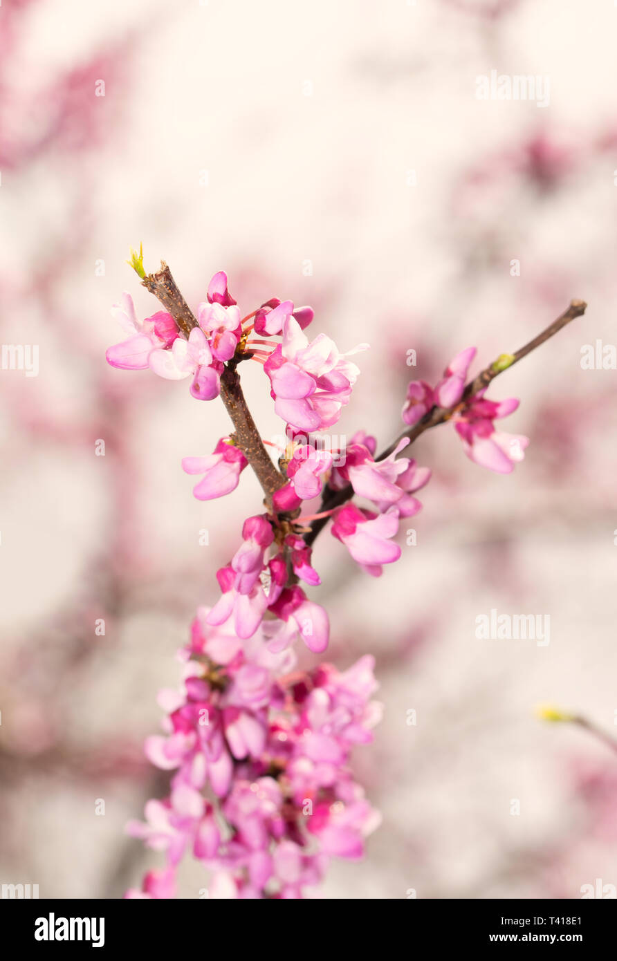 Soleil de printemps sur l'est rose bonbon Redbud tree flowers Banque D'Images