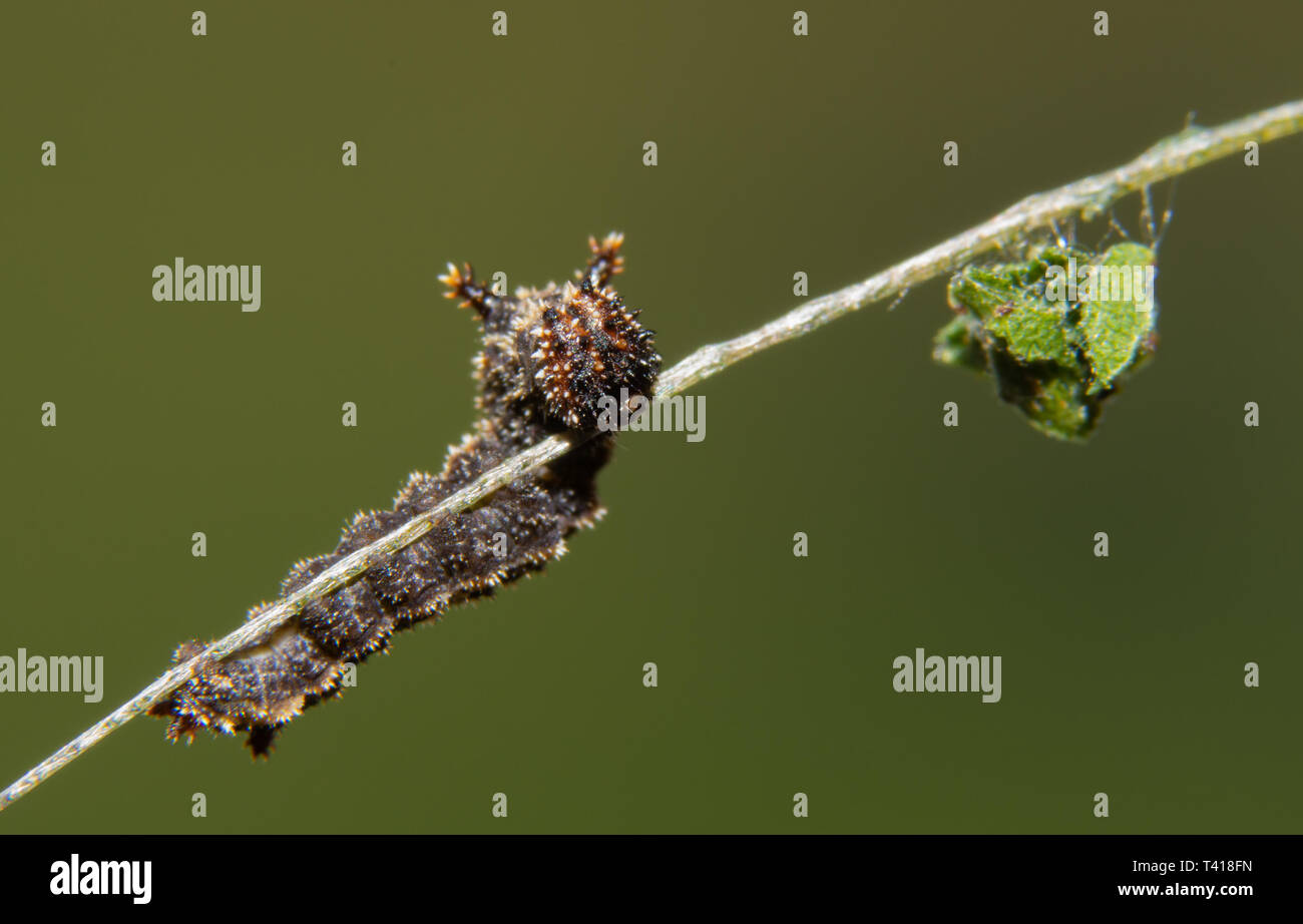 Deuxième stade minuscule d'un vice-roi papillon sur une feuille de saule Caterpillar d'idées, avec des débris de bouse pendants devant elle Banque D'Images