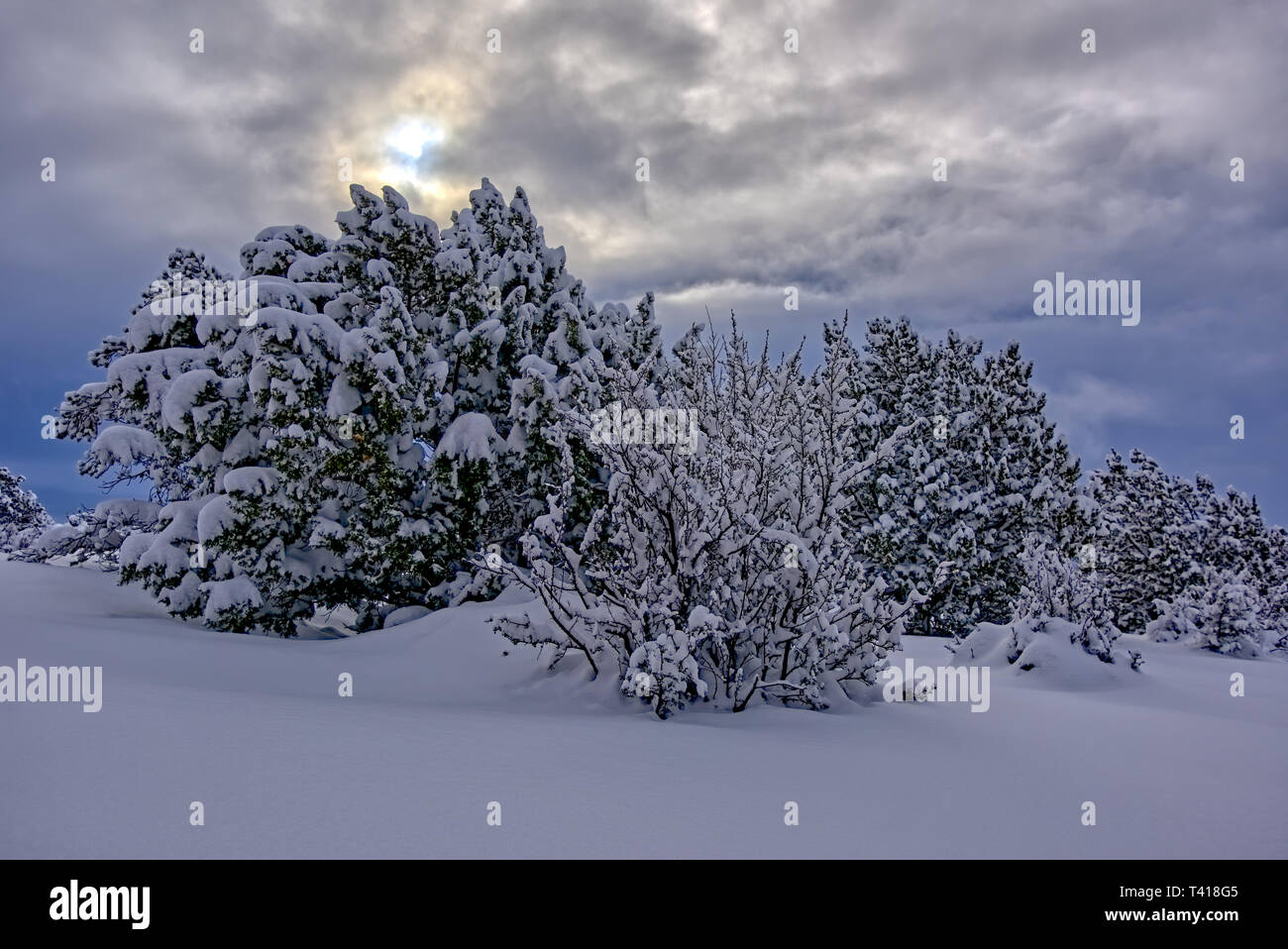 Les plantes couvertes de neige après une tempête de neige, le Chino Valley, Yavapai County, Arizona, United States Banque D'Images