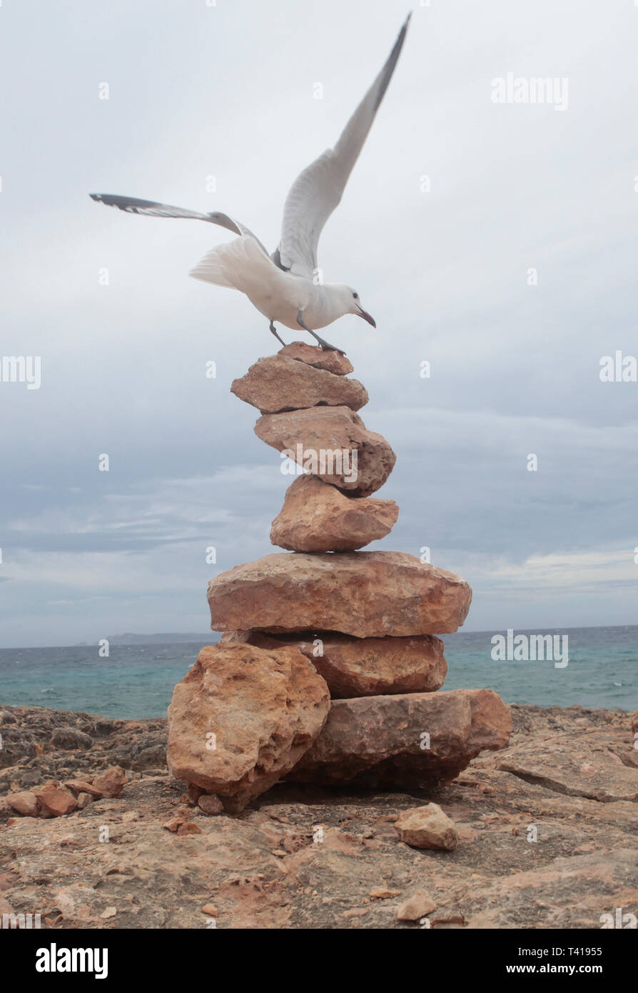 Seagull atterrissage sur une pile de rochers, sur la plage, Majorque, Espagne Banque D'Images