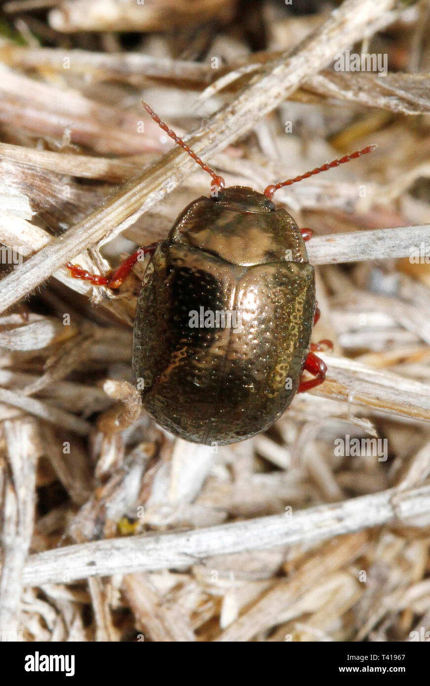 Close-up d'un scarabée, Palma, Majorque, Espagne Banque D'Images