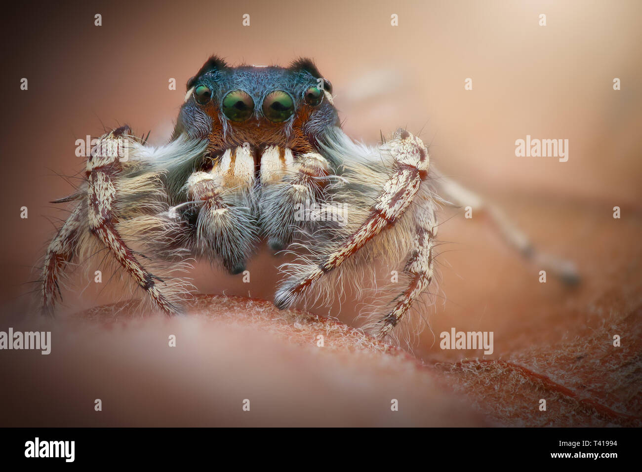 Close-up d'une araignée sauteuse (phiddipus putnami), Indonésie Banque D'Images