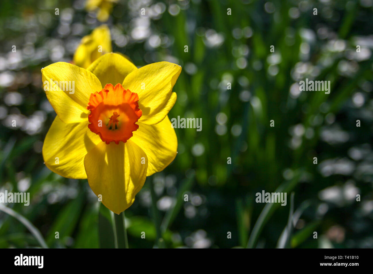 Belle fleur jonquille jaune et orange, narcisses, fleurs vivaces et plantes  de printemps, avec l'arrière-plan flou, les feuilles et le gazon vert Photo  Stock - Alamy