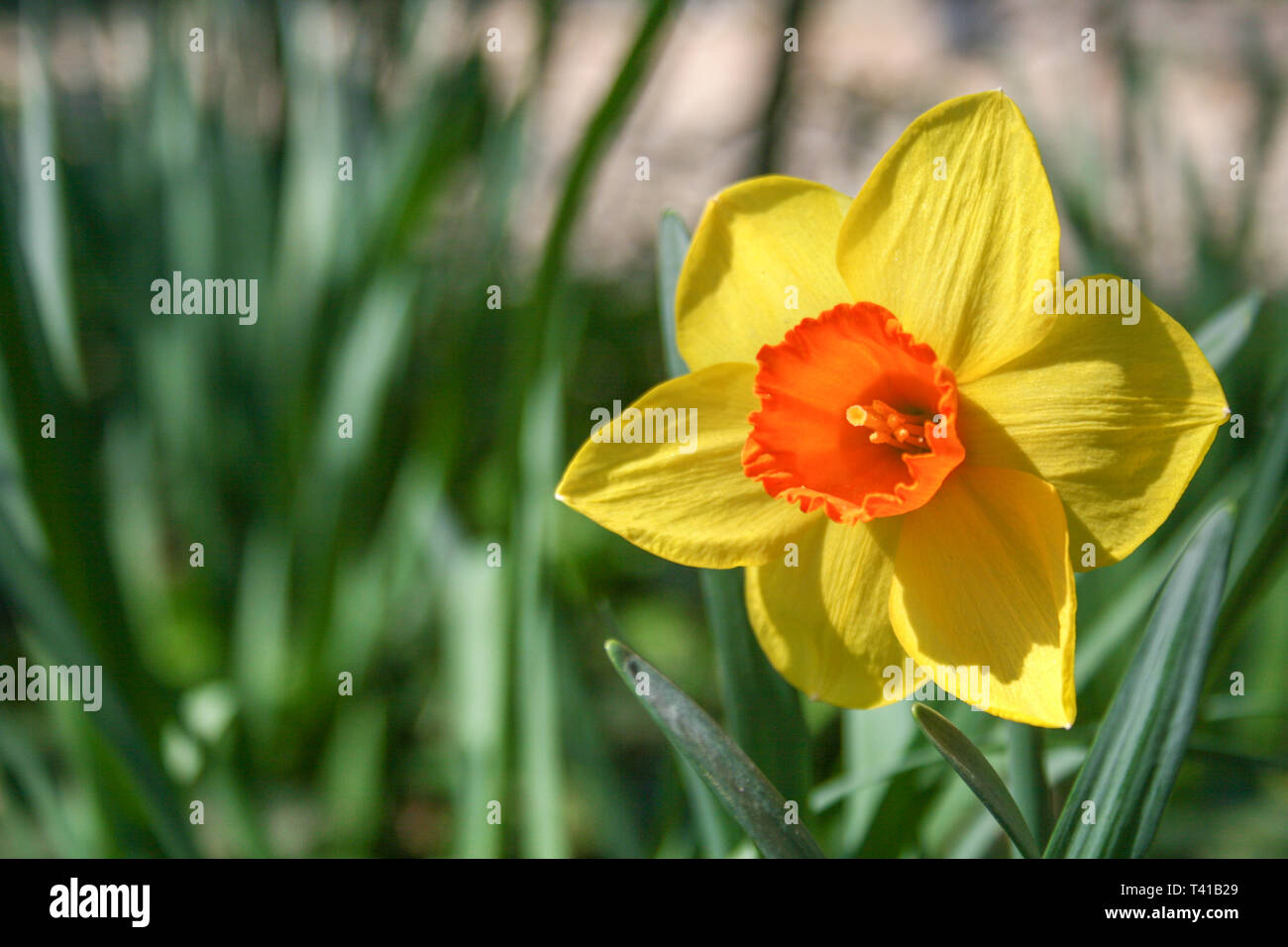 Belle fleur jonquille jaune et orange, narcisses, fleurs vivaces et plantes  de printemps, avec l'arrière-plan flou, les feuilles et le gazon vert Photo  Stock - Alamy