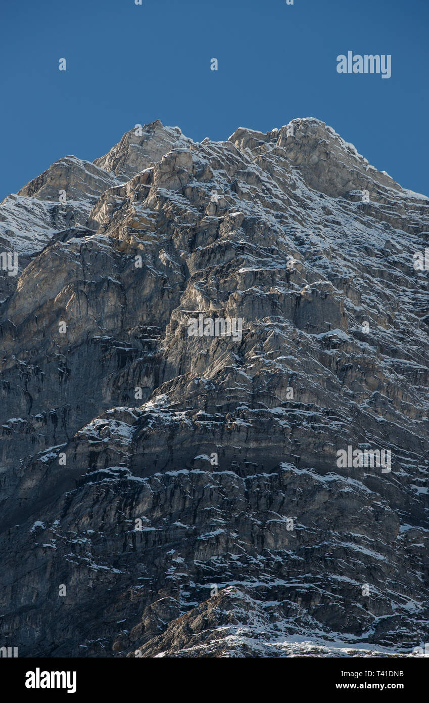 Chèvre de montagne en Kananaskis, Alberta, Canada Banque D'Images