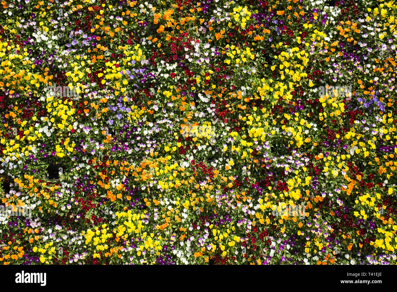 Fleurs de printemps Banque D'Images