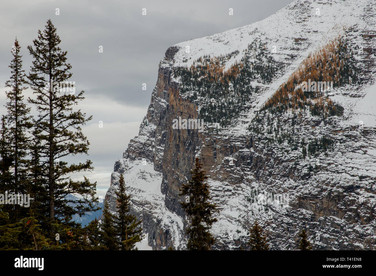 Les arbres et la montagne dans le parc national de Banff Banque D'Images