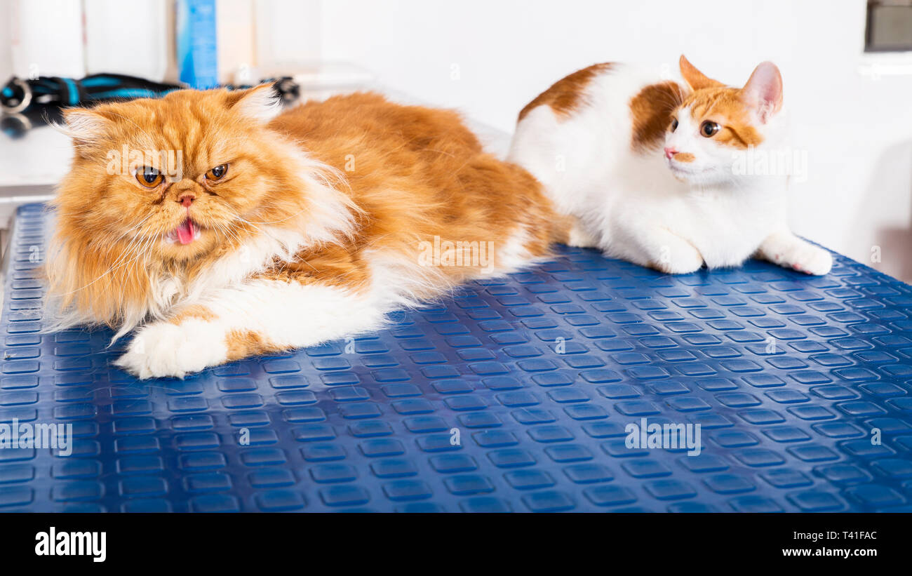 Deux chats sur une table Banque de photographies et d’images à haute résolution Alamy