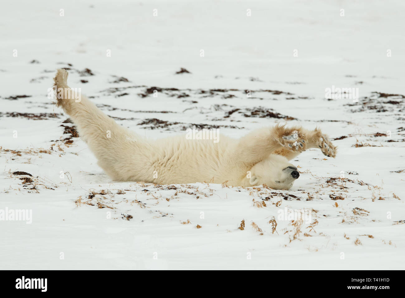 Un ours polaire (Ursus maritimus) stretching Banque D'Images