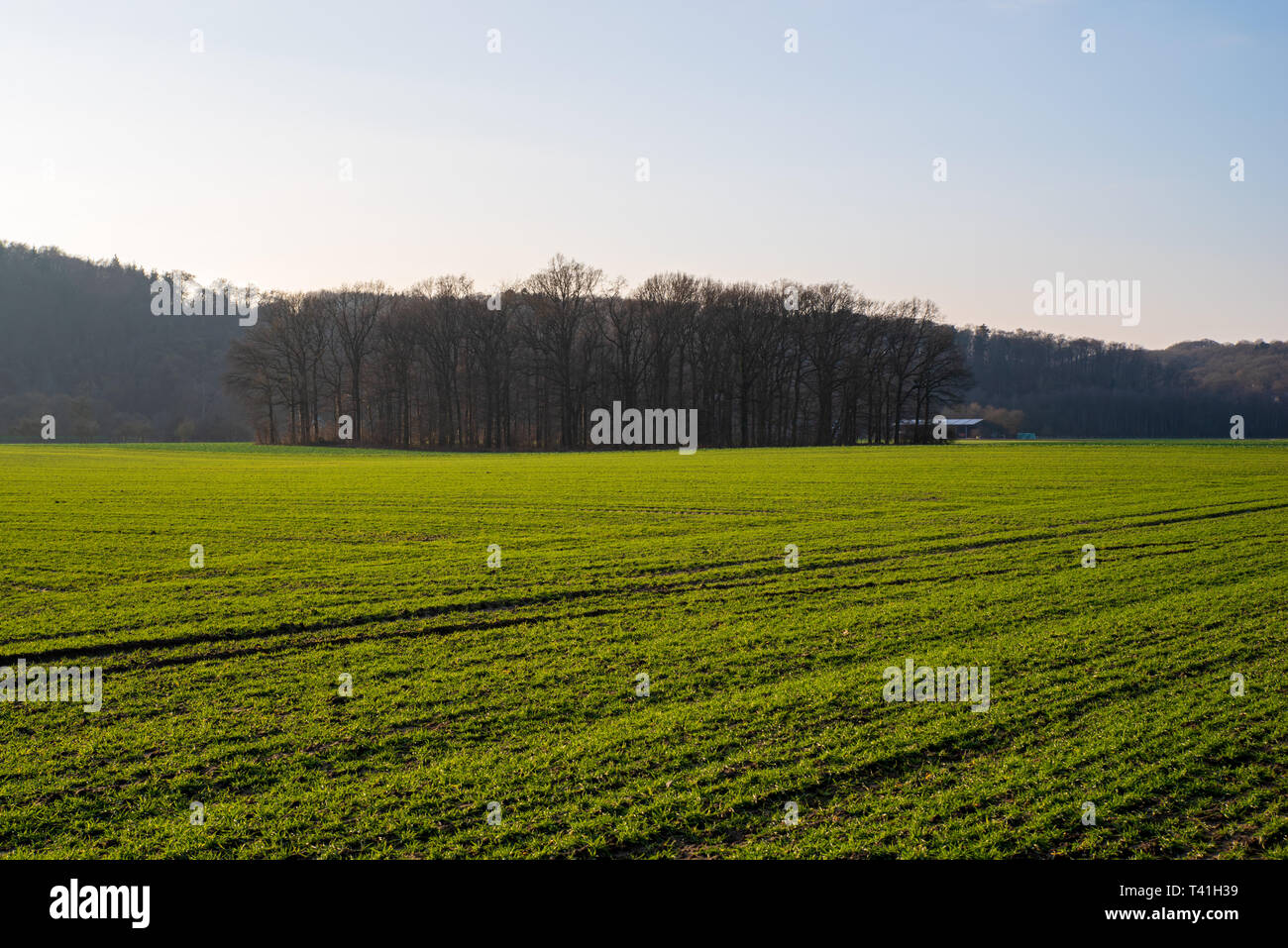 Petit village entouré de champs verts dans le soleil du soir, Kettwig, Allemagne Banque D'Images