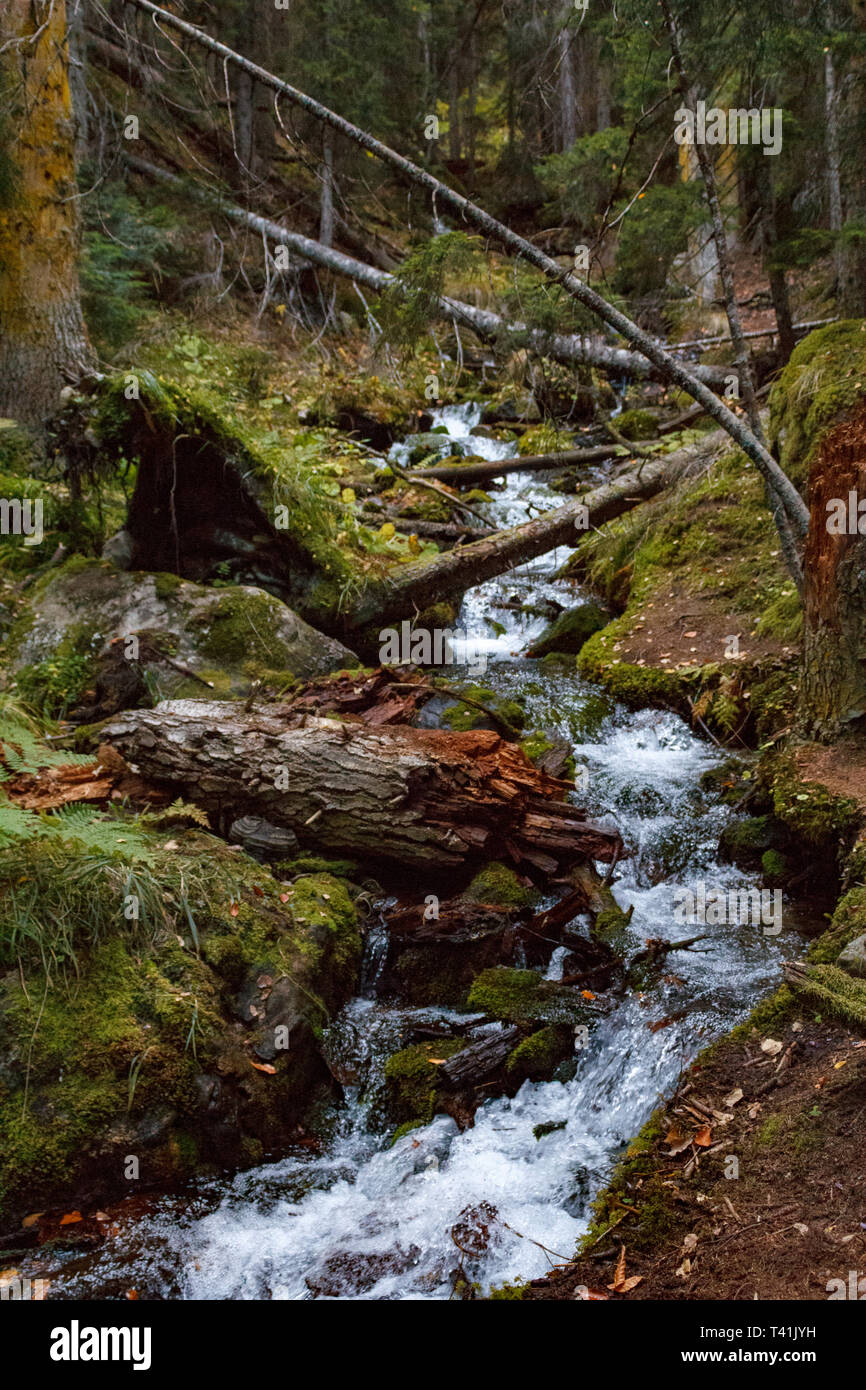 Rivière dans la forêt de montagne Banque D'Images
