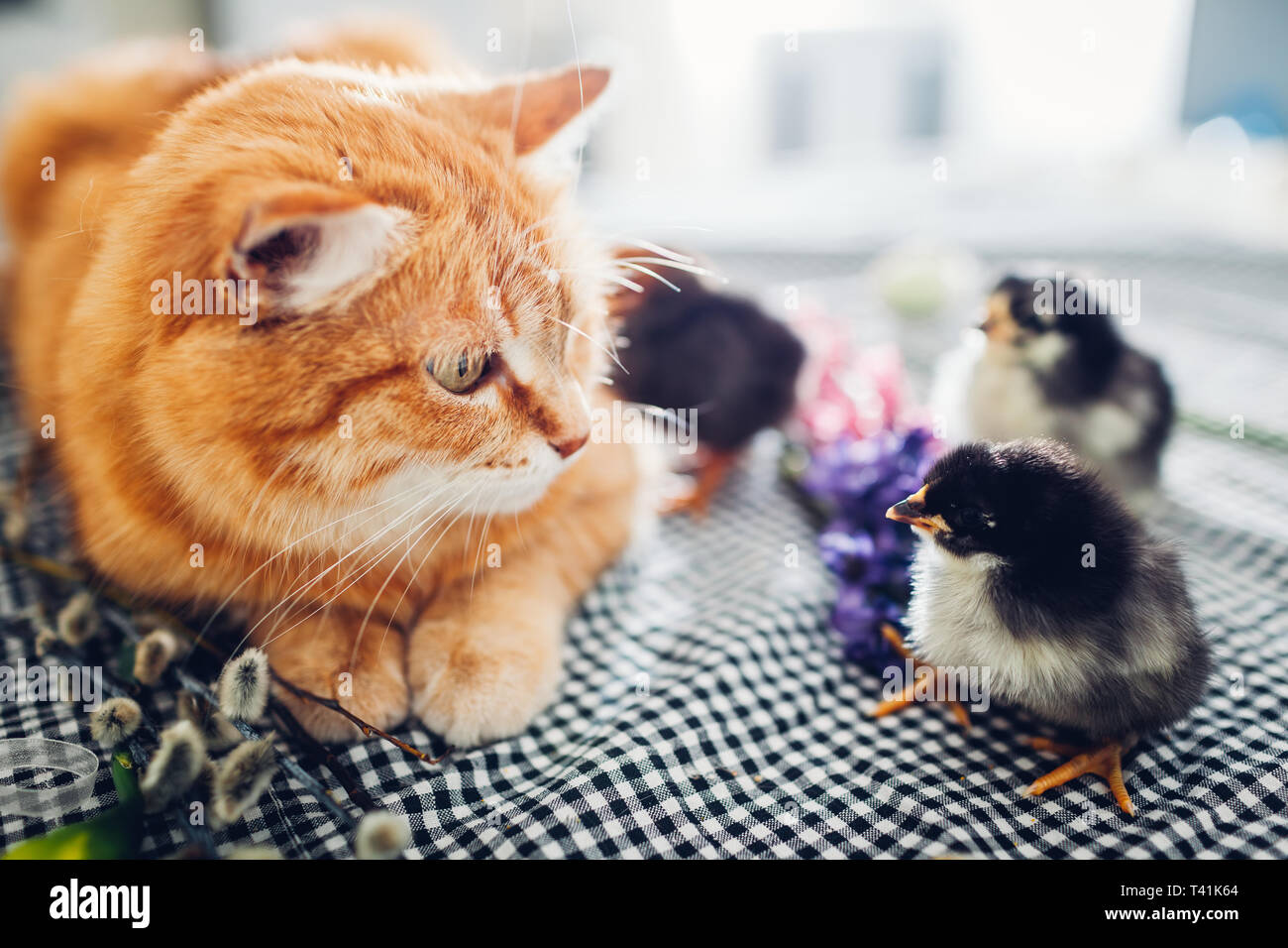 Poulet de pâques jouer avec genre cat. Brave petite marche poussins par ginger cat parmi les fleurs et les oeufs de Pâques. Les amis Banque D'Images