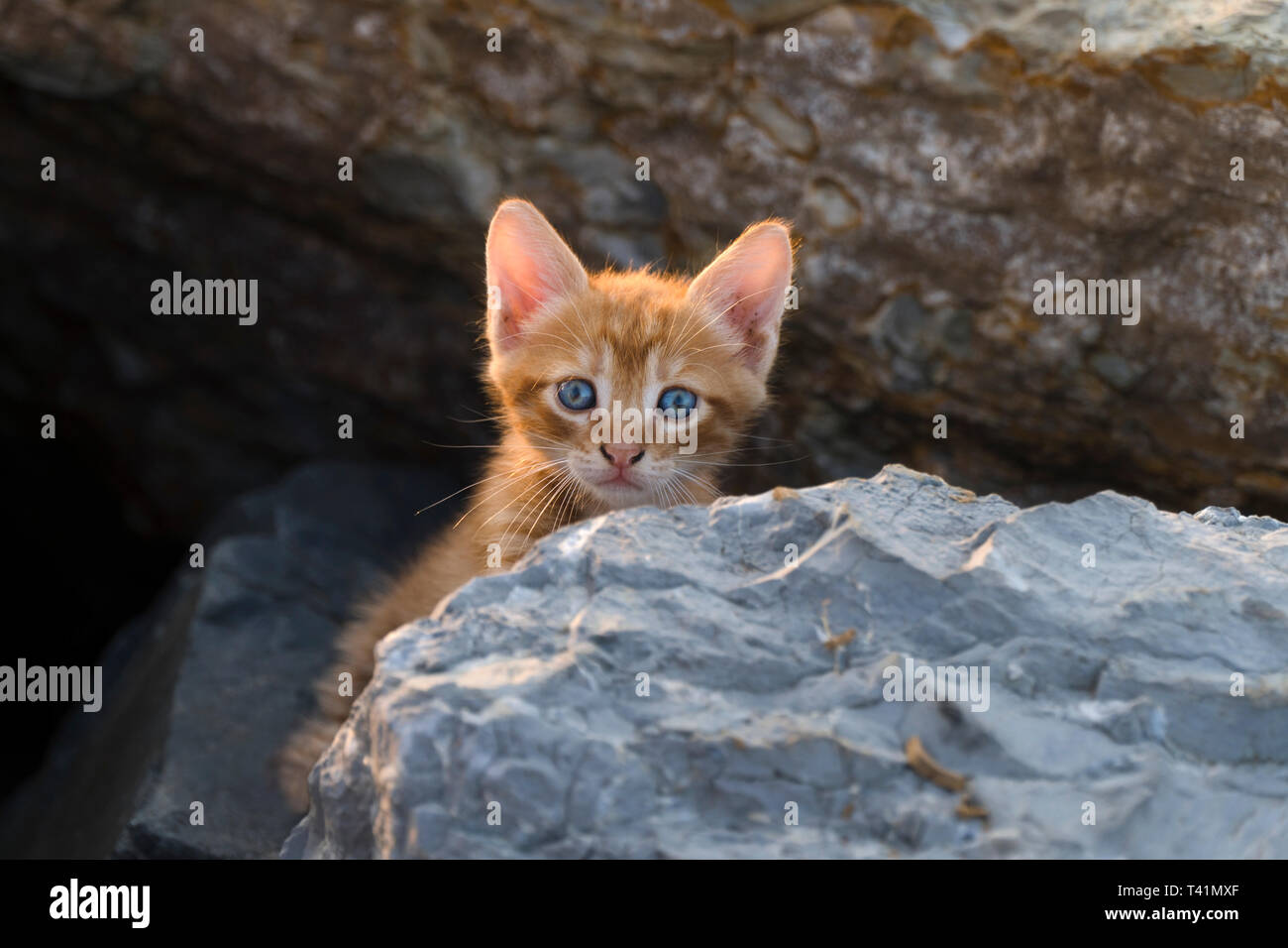 Adorable chaton jaune est assis sur les rochers Banque D'Images