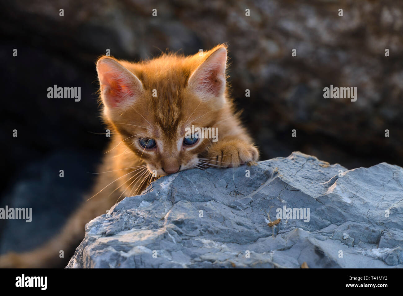 Adorable chaton jaune est assis sur les rochers Banque D'Images