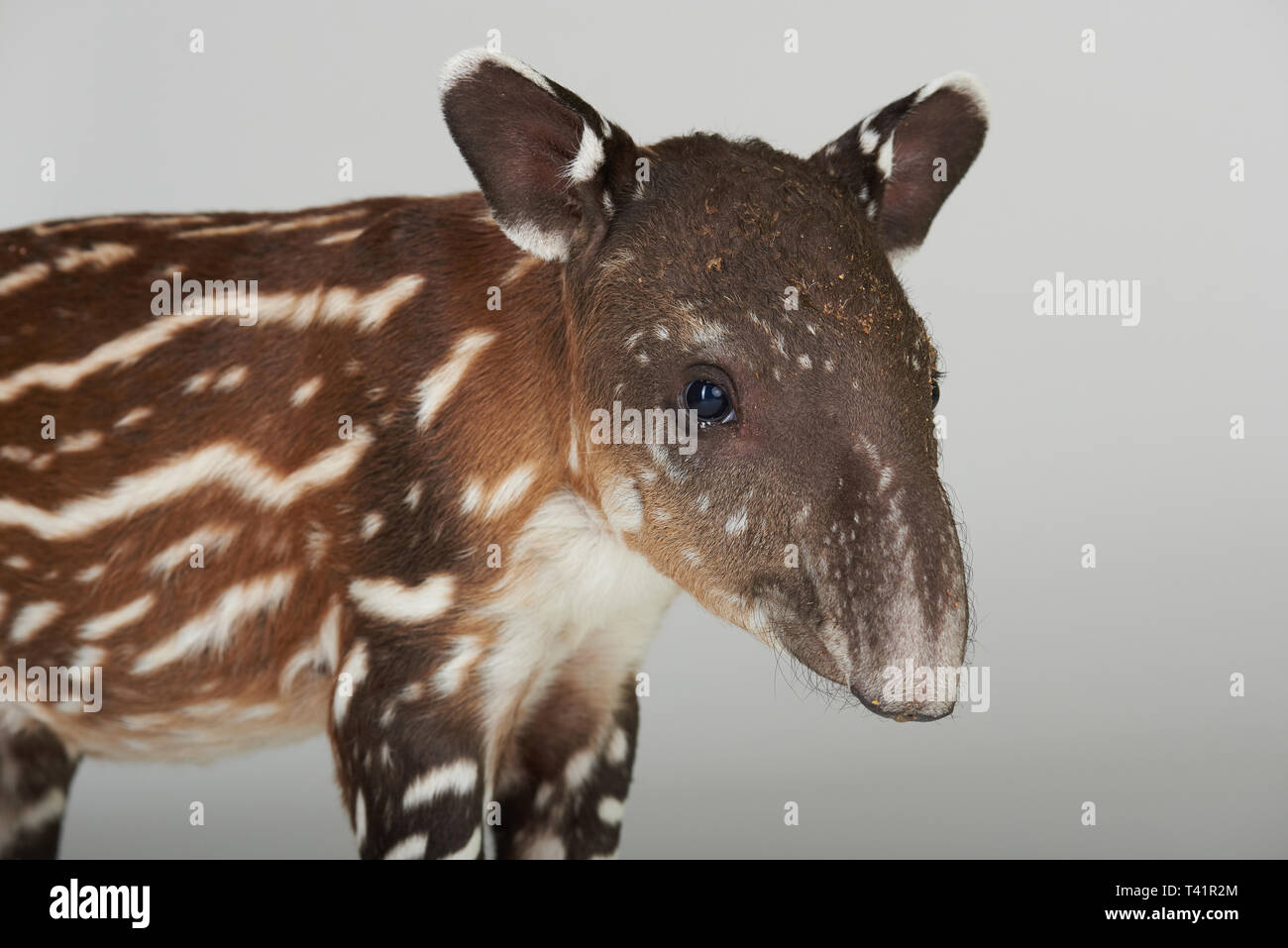 Close-up portrait of young tapir isolé sur fond blanc Banque D'Images