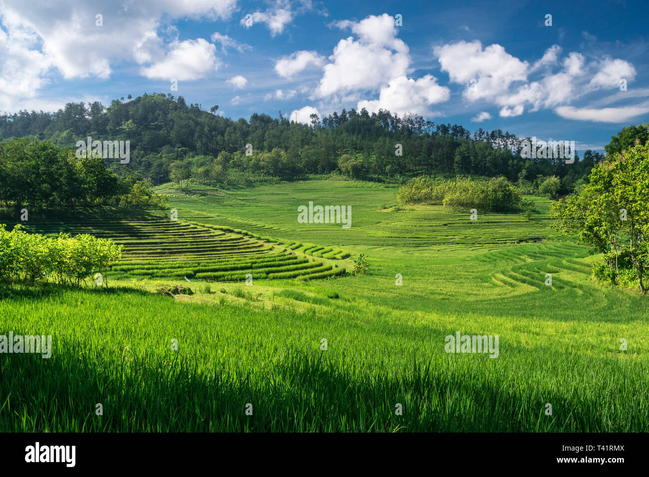 L'un des plus magnifique paysage de champs de riz paddy à Java Banque D'Images