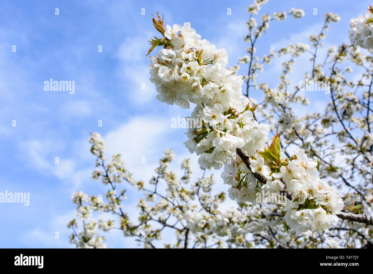 Forchtenstein : Cherry Blossom tree en lac (lac de Neusiedl), Burgenland, Autriche Banque D'Images