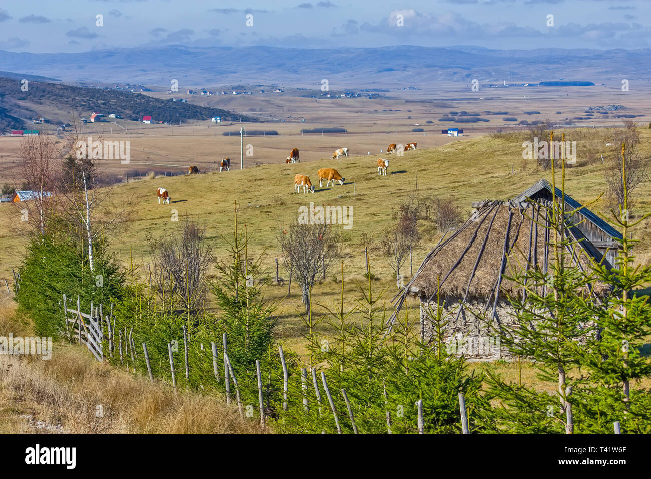 Vue panoramique du paysage du plateau dans le sud-ouest de harceler la Serbie. Vaches dans un pâturage, Banque D'Images