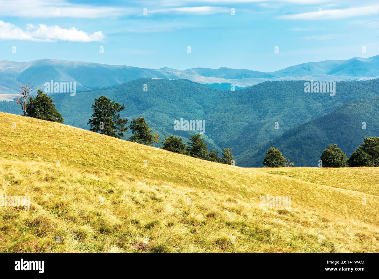 Merveilleux paysage de montagne à la fin de l'été. pré alpin avec herbe altérée. forêt de hêtres au bord d'une colline. Après-midi ensoleillé météo avec fluf Banque D'Images