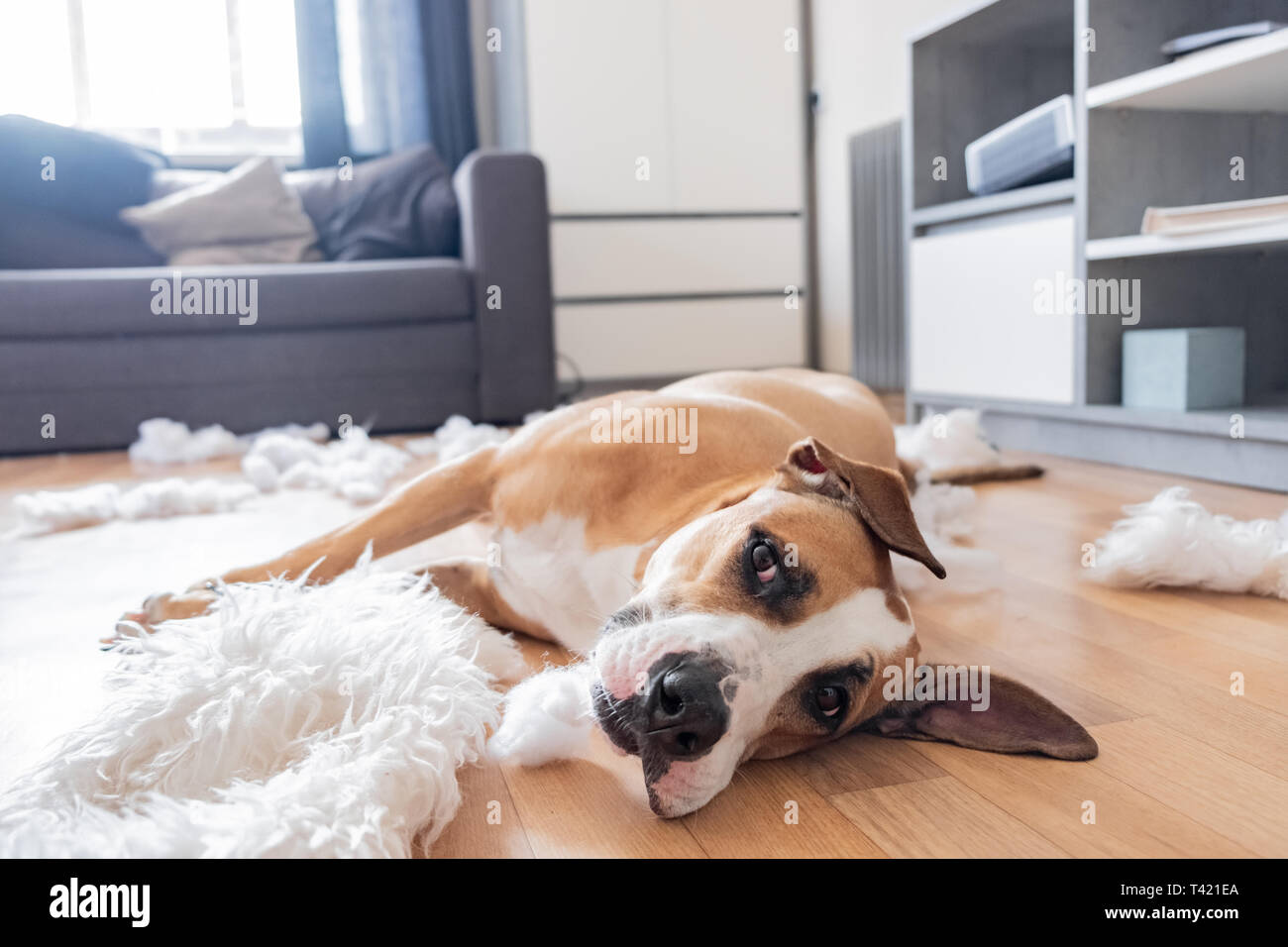 Chien se trouve entre les morceaux d'un oreiller dans un salon. Funny staffordshire Terrier et détruit sans formation, accessoires chien laissé seul à la maison Banque D'Images