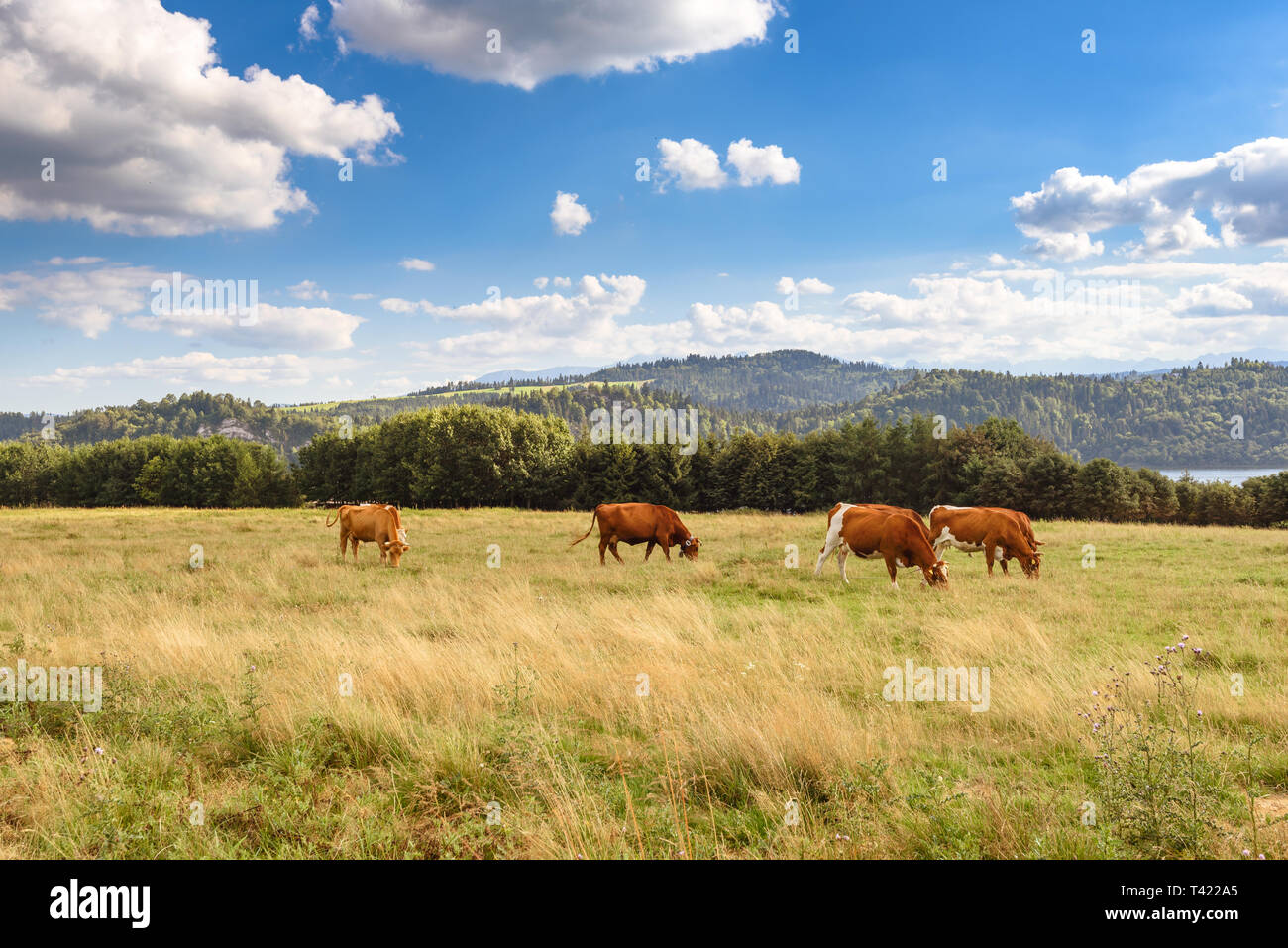 Les vaches sur le pâturage d'été dans les montagnes Pieniny en Pologne. Banque D'Images