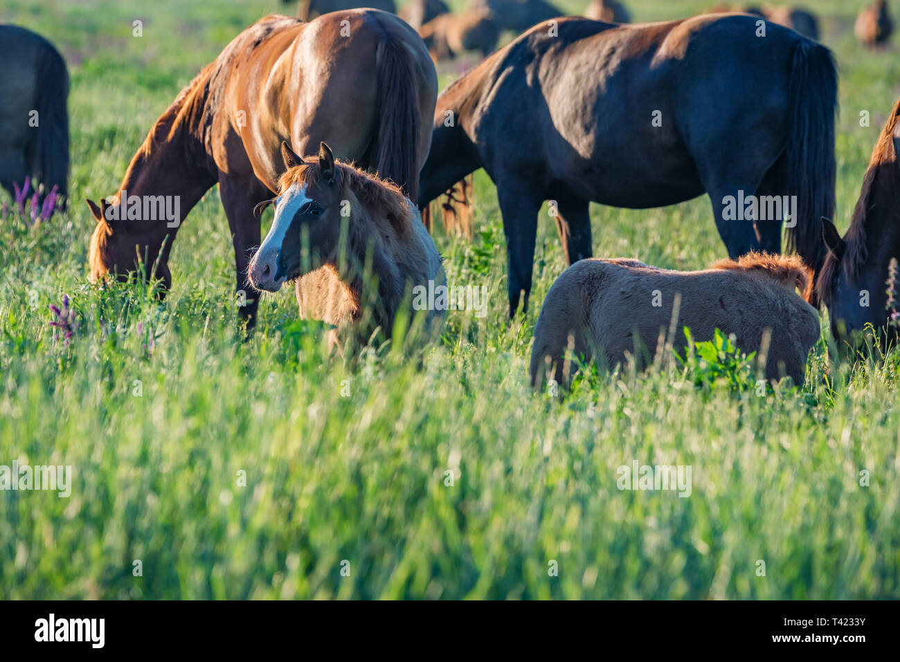 Jeune poulain le pâturage dans le domaine en vert à côté de chevaux adultes Banque D'Images
