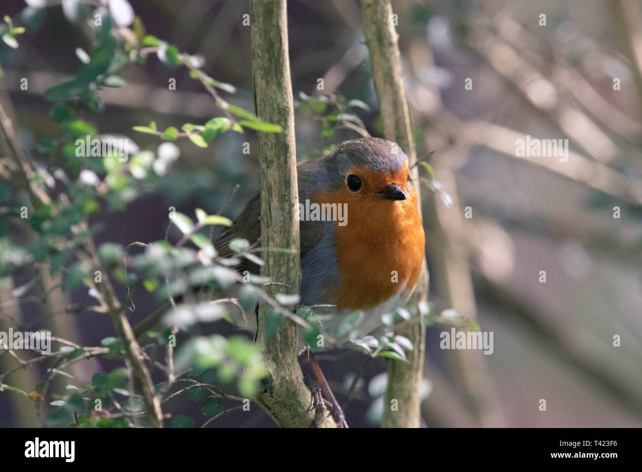 Un Sauvage Robin Banque D'Images