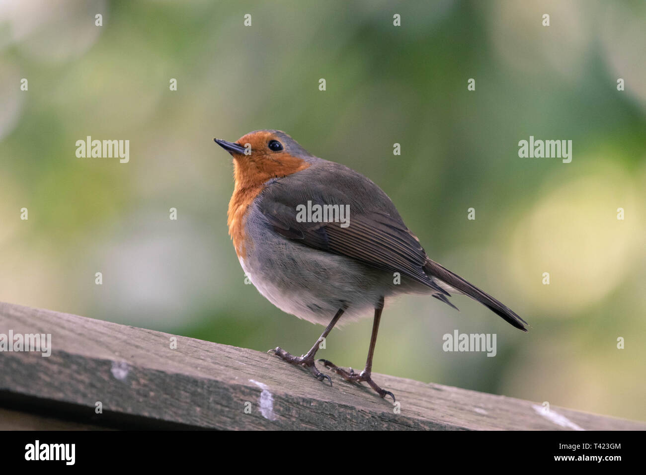 Un Sauvage Robin Banque D'Images