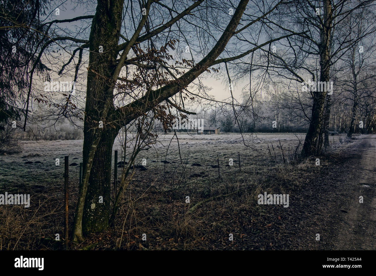 Bois dépoli Moor Banque D'Images