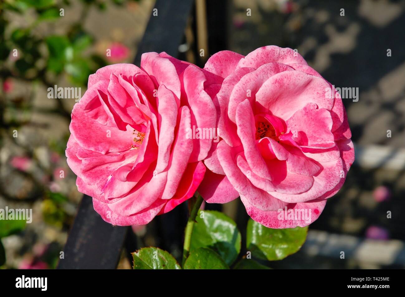 Rose à double tête avec feuilles vert cireux. Pris dans Swansea UK Banque D'Images