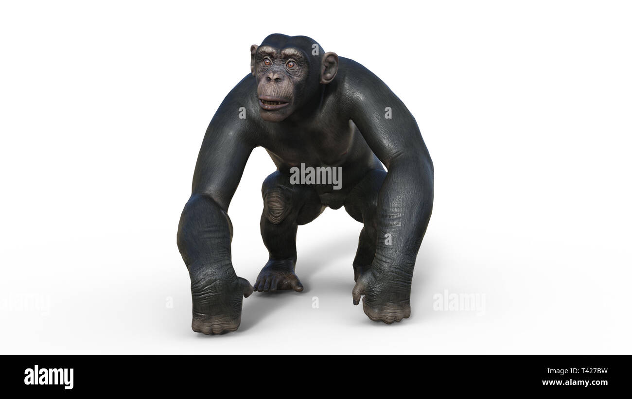 Singe chimpanzé singe primate, marche, animal sauvage isolé sur fond blanc, 3D illustration Banque D'Images