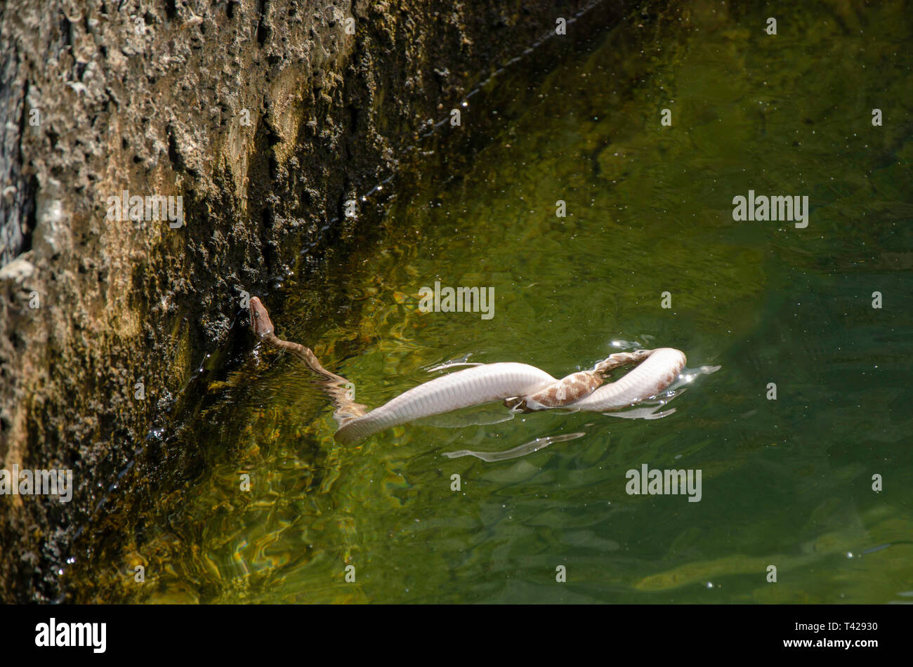 Un serpent pris dans un rang de l'eau Banque D'Images