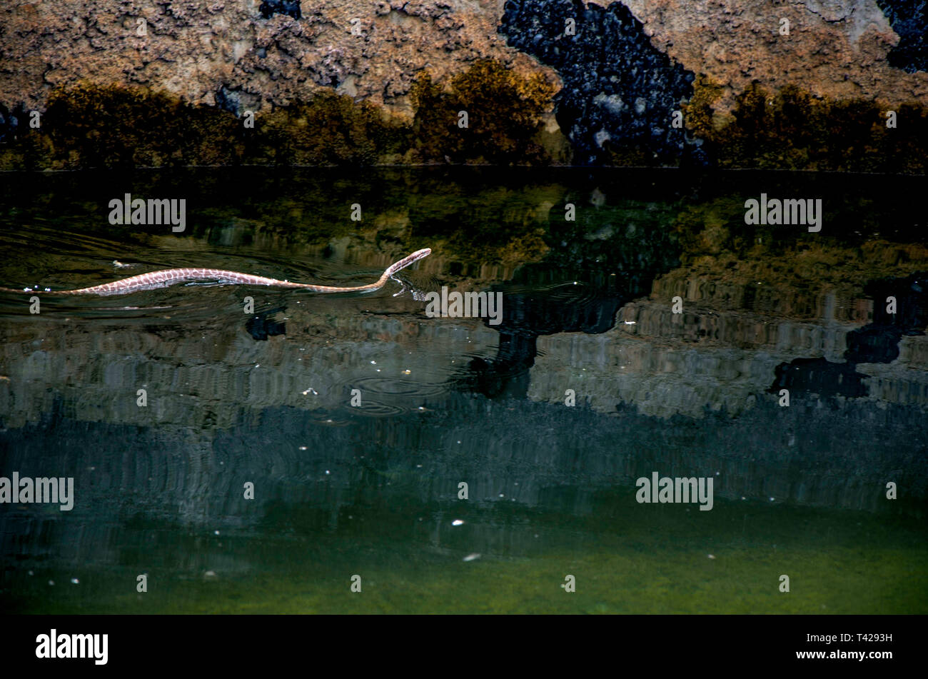 Un serpent pris dans un rang de l'eau Banque D'Images