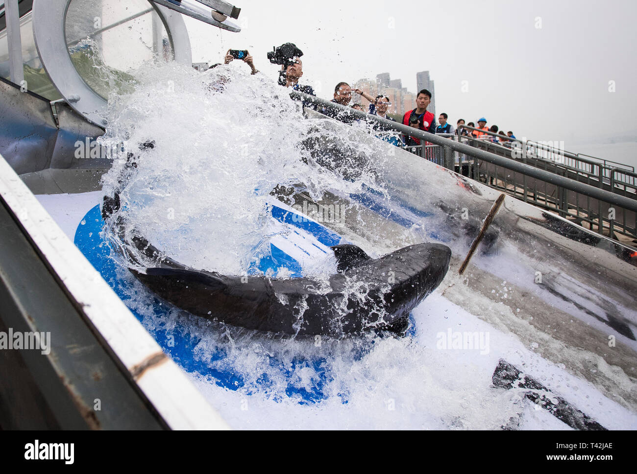 Corp de poisson Banque de photographies et d’images à haute résolution ...