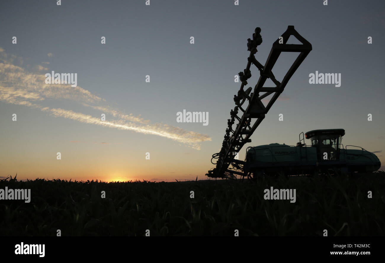 CAMPO MOURÃO, Communication - 12.04.2019 : PRODUTORES INICIAM MANEJO CONTRA DOENÇAS - agriculteurs en milieu rural dans la région de Campo Mourão, dans le Midwest de Paraná, ont commencé à gérer les plantations de maïs par l'application de fongicides haute performance pour éviter les attaques des mauvaises herbes, des chenilles et des punaises, qui compromettent la productivité des plantations. Selon l'Institut brésilien de géographie et statistique (IBGE), cette année&# 39;s la récolte devrait atteindre 230,1 millions de tonnes. L'augmentation, par rapport à l'an dernier, représente 1,3 millions de tonnes et était tiré par le maïs, dont l'estimation a augmenté de 3,4 %. La récolte de maïs d'attentes Banque D'Images