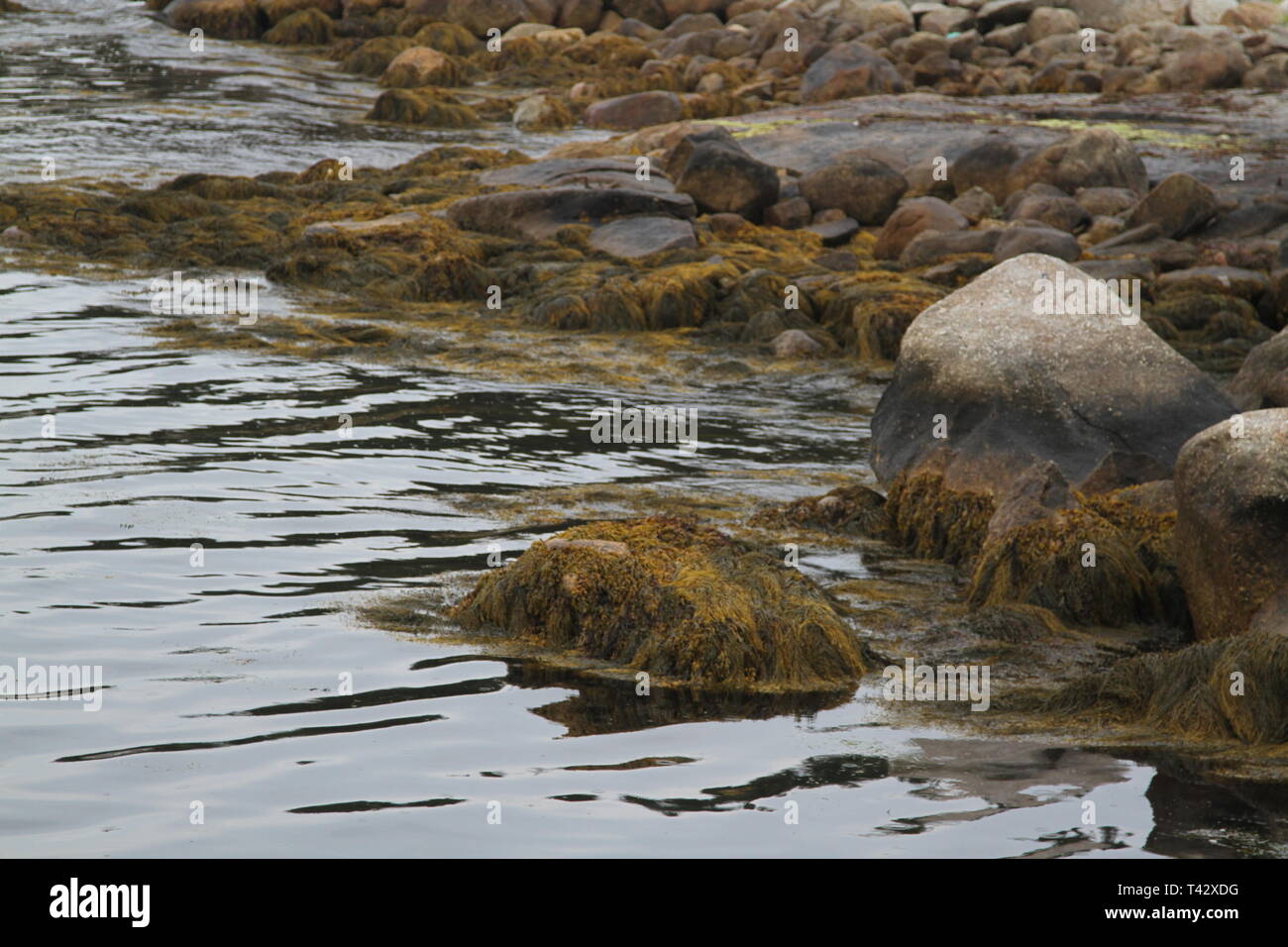 Plage de rochers couverts d'algues Banque D'Images