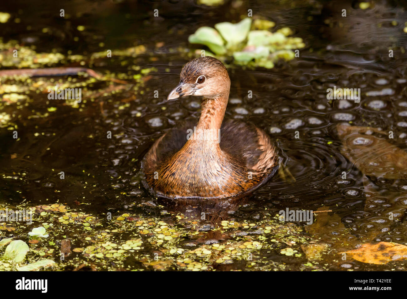 Le grèbe à bec bigarré (Podilymbus podiceps) tire-bouchon à la pagaie dans Swamp Sanctuary, Florida, USA Banque D'Images
