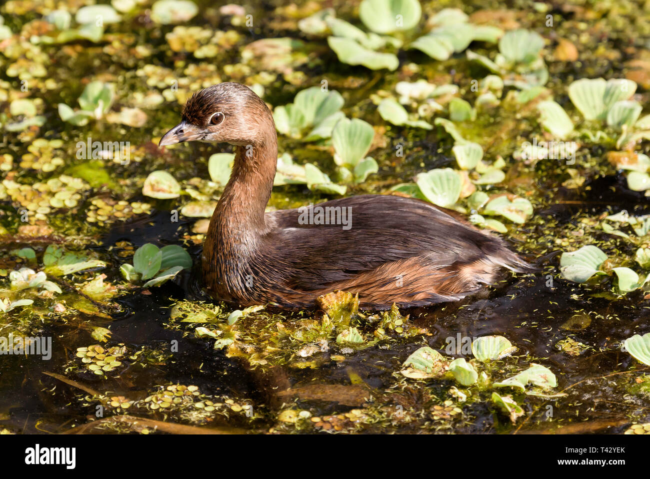 Le grèbe à bec bigarré (Podilymbus podiceps) pagayer dans l'eau le chou dans Swamp Sanctuary tire-bouchon, Florida, USA Banque D'Images