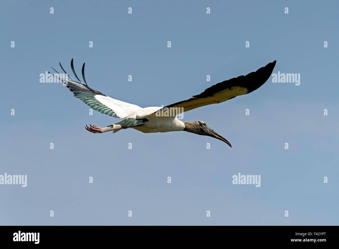 Wood stork (Mycteria americana) survolant Paurotis Pond, Parc National des Everglades, Florida, USA Banque D'Images