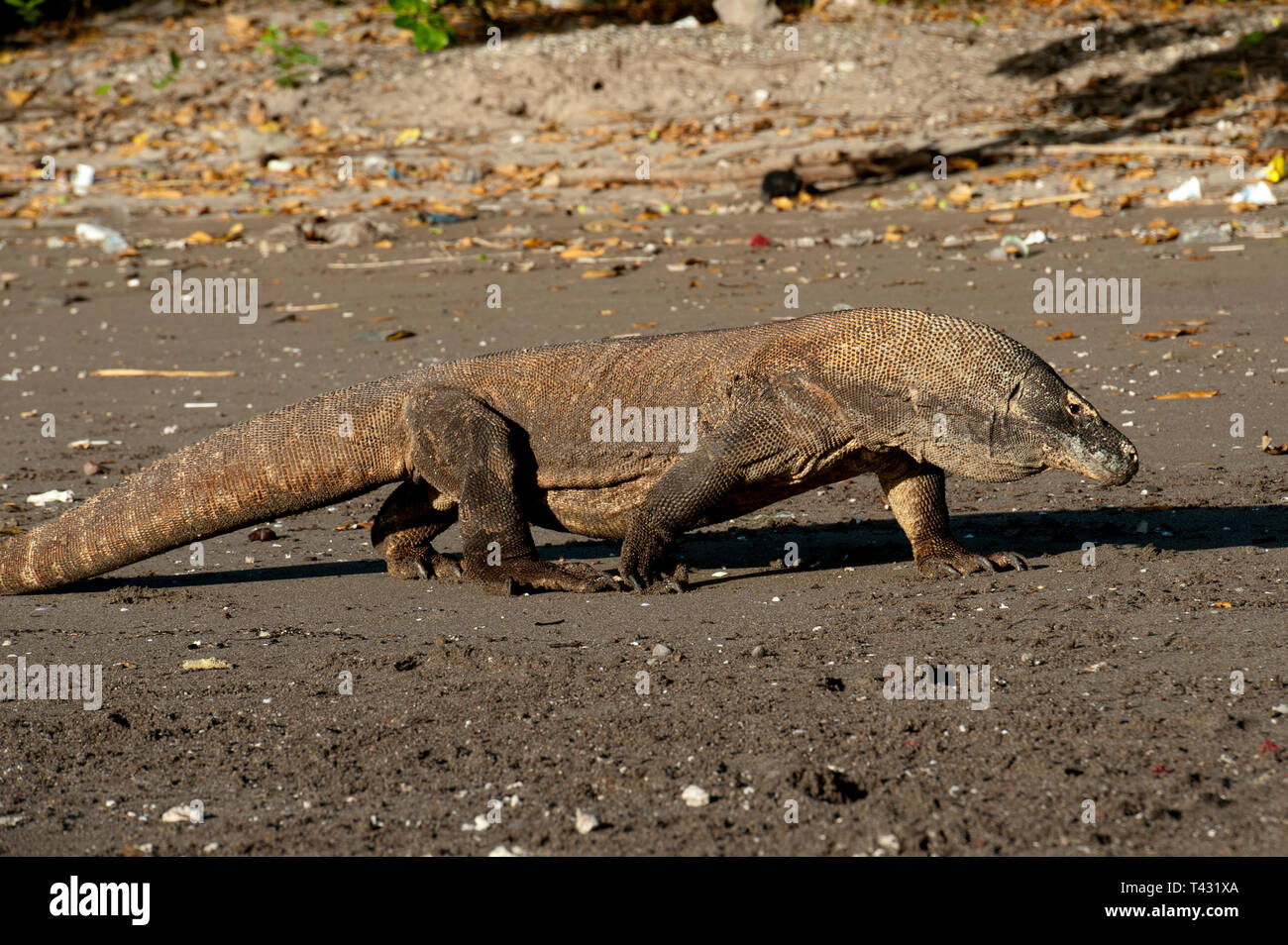 Dragon de Komodo walking on beach, Varanus komodoensis, Horseshoe Bay, au sud de Rinca Island, le Parc National de Komodo, Indonésie Banque D'Images