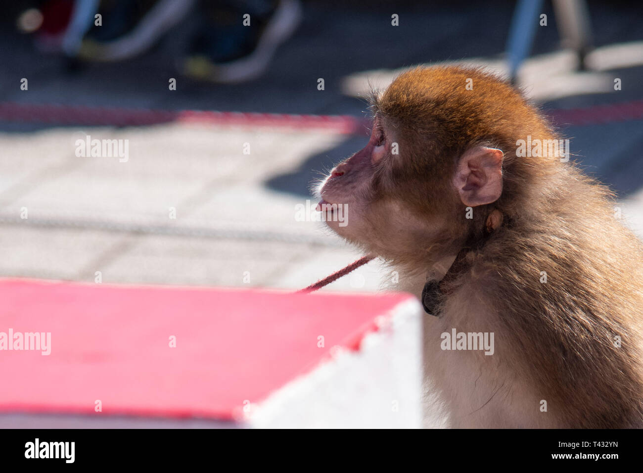 Un singe coller sa langue out Banque D'Images