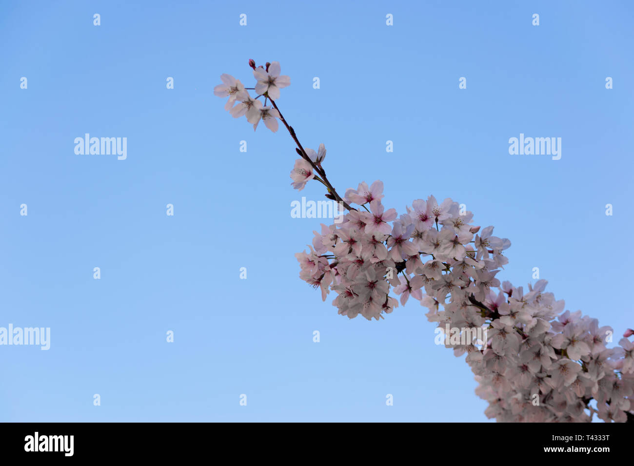 Une des branches de fleurs Banque D'Images