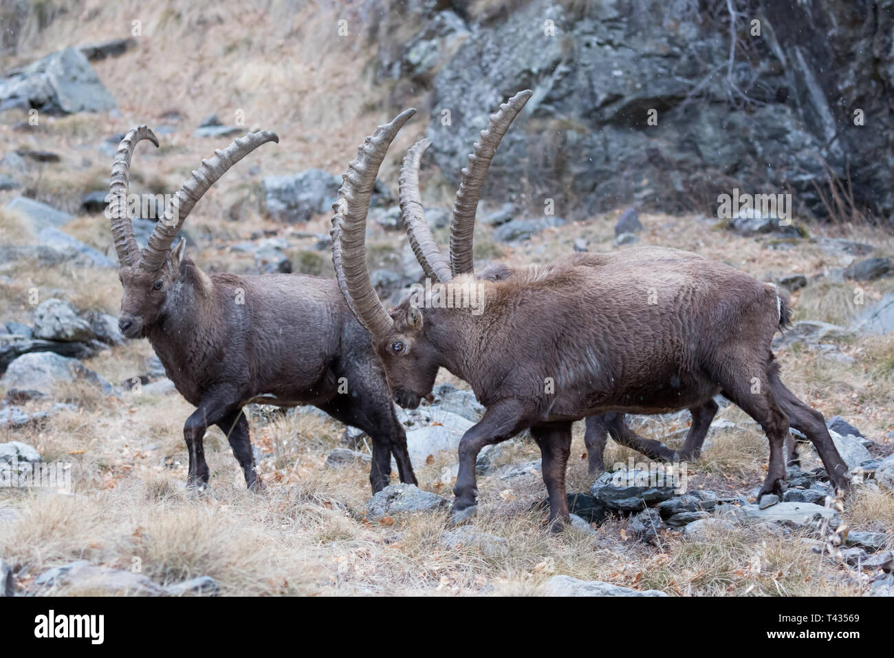 Troupeau de Bouquetin des Alpes dans la région des Rocheuses, montagnes des Alpes (Capra ibex) Banque D'Images