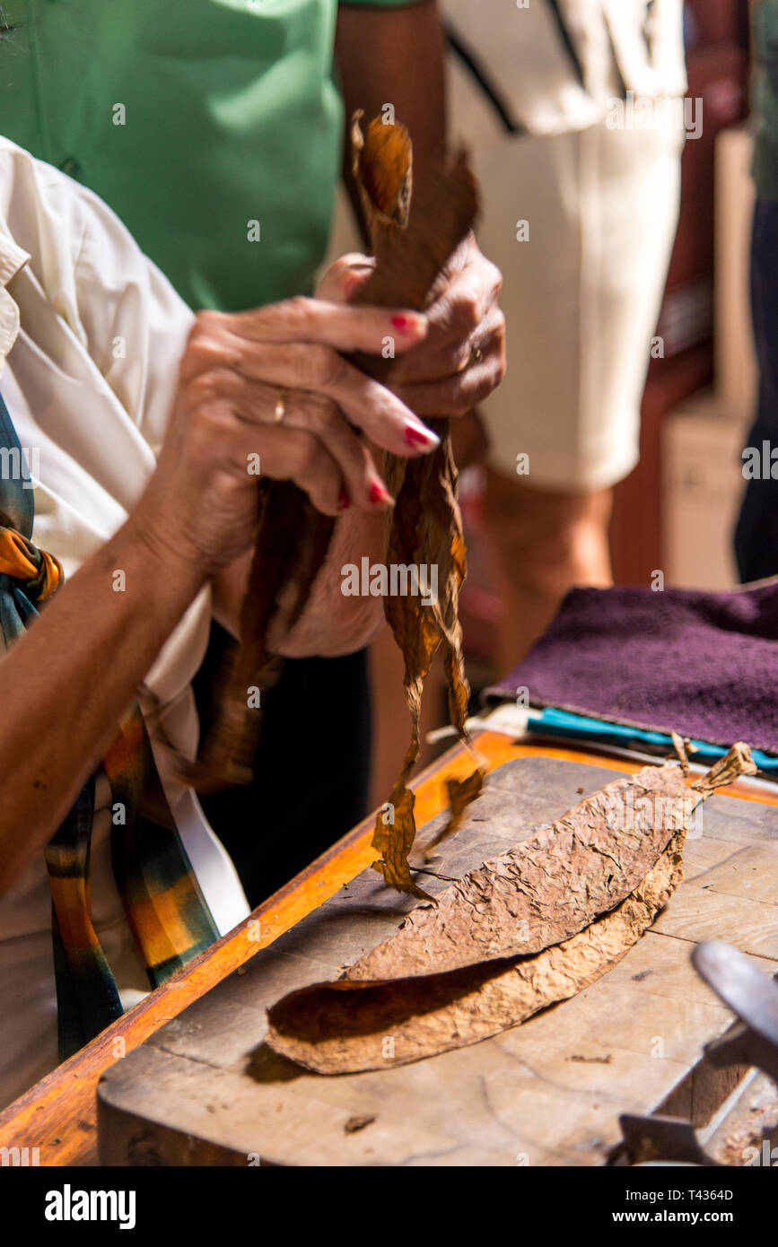 Photo Portrait d'une femme préparant un cigare cubain à la Casa de la Cultura, Trinidad, Sancti Spritus, Province de l'ouest de Cuba, Antilles, Amérique centrale. Phot Banque D'Images