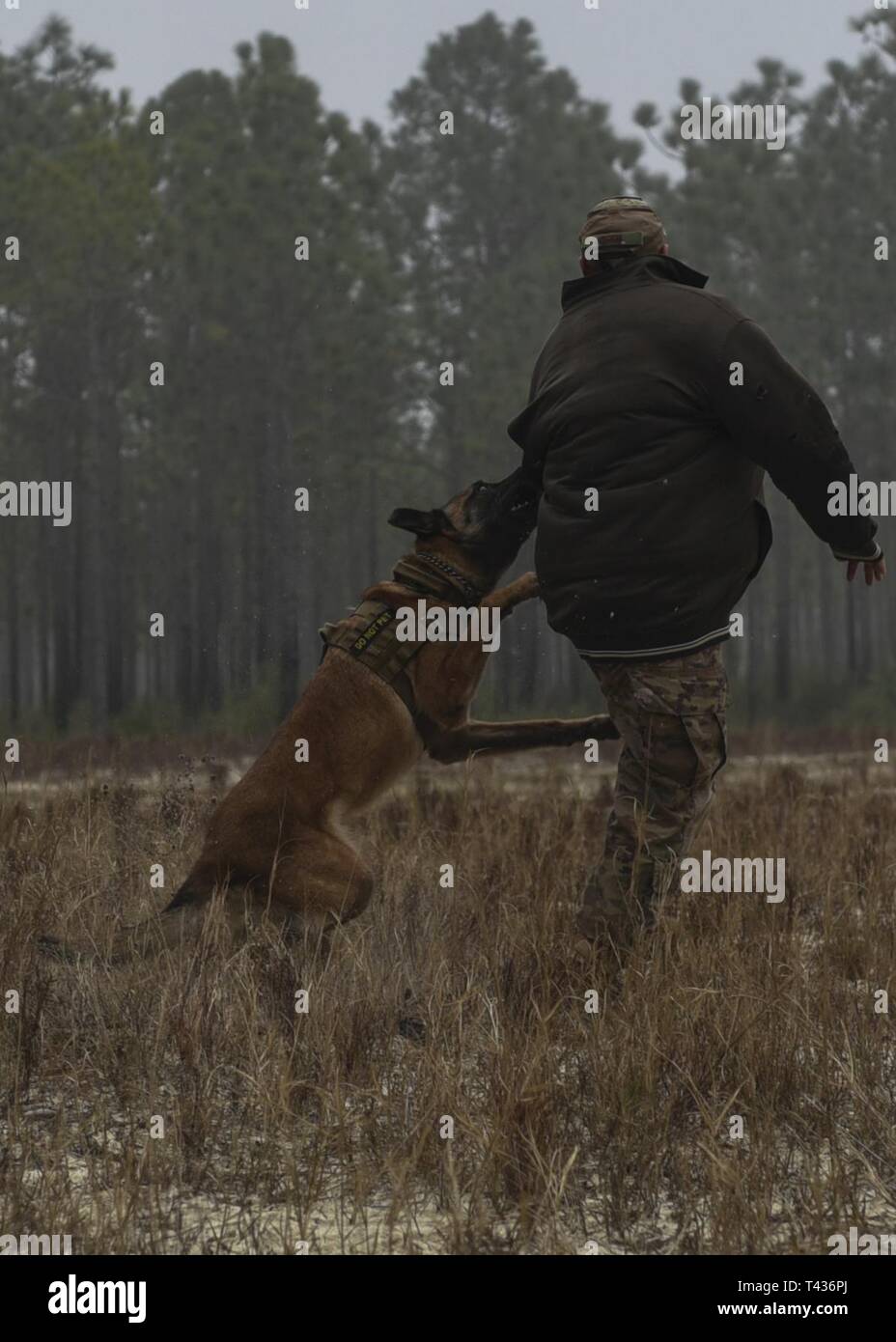 Zeno, un chien de travail militaire avec le 81e Escadron des Forces de sécurité, Base aérienne de Keesler, MS, les morsures le sergent de l'US Air Force. Dustin Reed, un formateur MWD avec le 1er Escadron d'opérations spéciales, les forces de sécurité au cours de la 2e dispositif explosif de formation de sensibilisation à l'événement sur le terrain, en Floride, James, le 20 février, 2019. La 1ère et 1ère section MWD SOSFS Opérations spéciales de l'Escadron du Génie Civil Vol des explosifs et munitions a accueilli la formation pour familiariser les gestionnaires K-9 avec l'actualité et les nouvelles tendances de l'emploi des EEI downrange, et pour suivre l'explo Banque D'Images