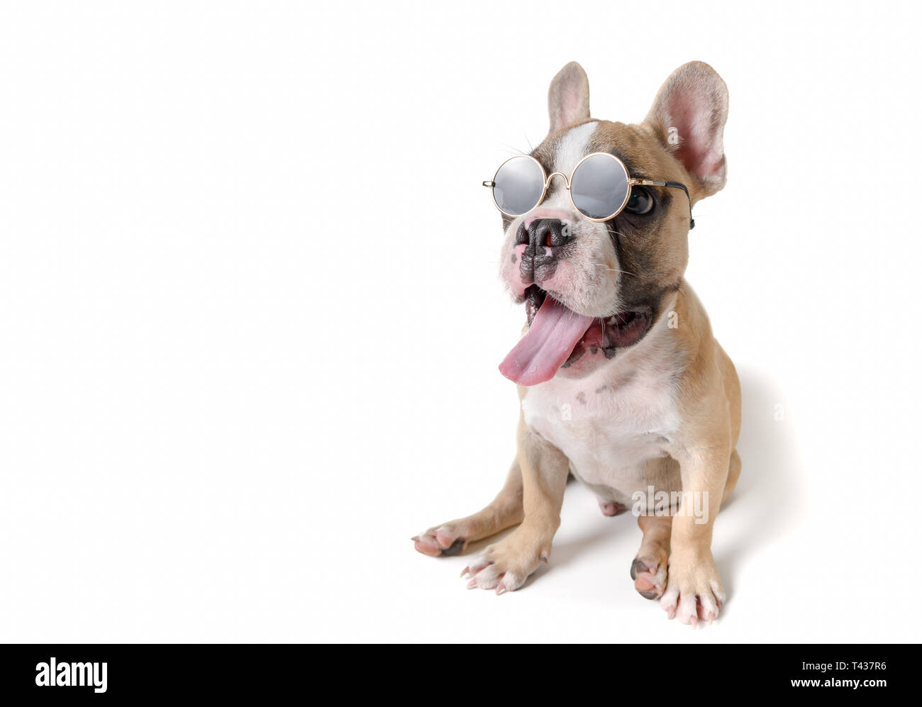 Mignon bouledogue français porter des verres fumés isolé sur fond blanc, concept d'été Banque D'Images