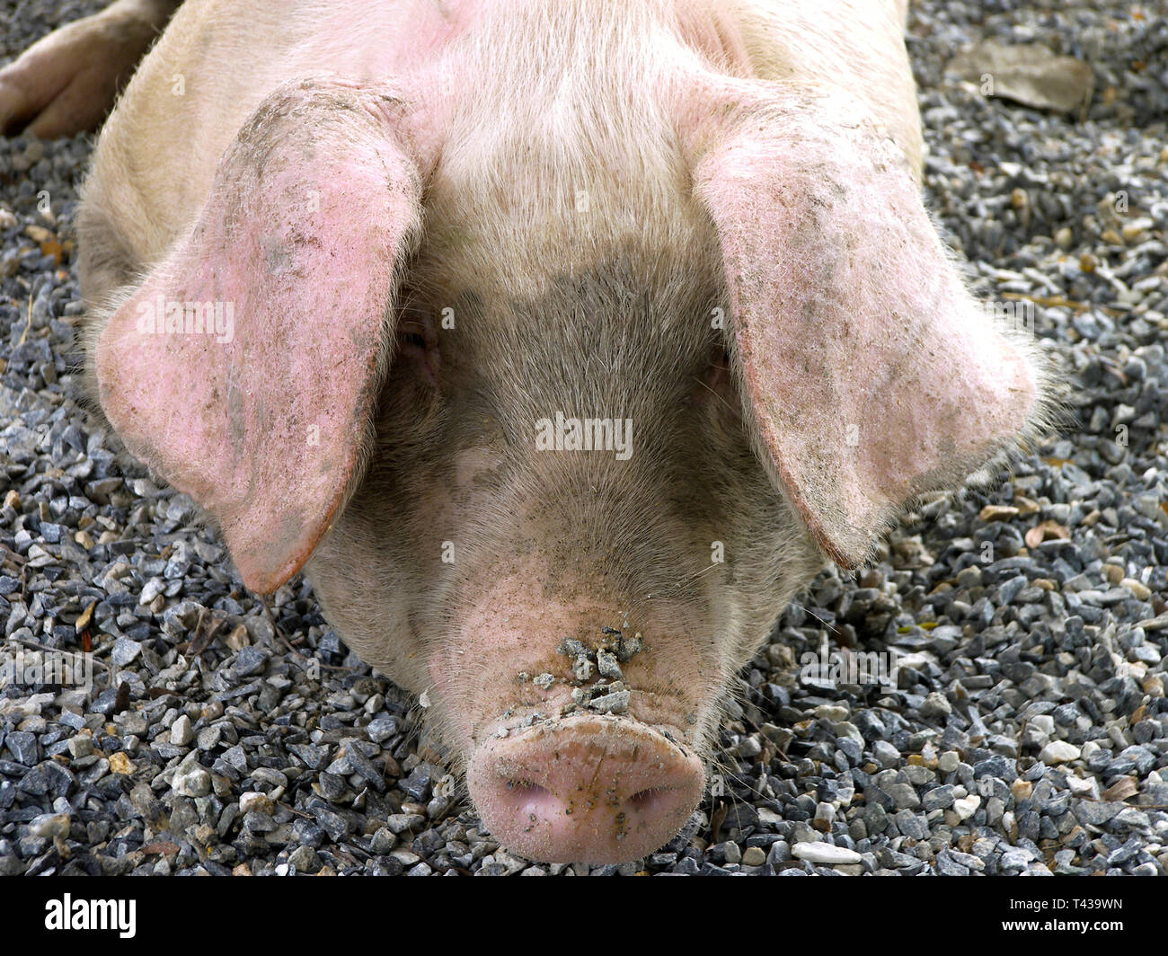 Les porcs domestiques à l'extérieur (Sus scrofa domestica) Banque D'Images
