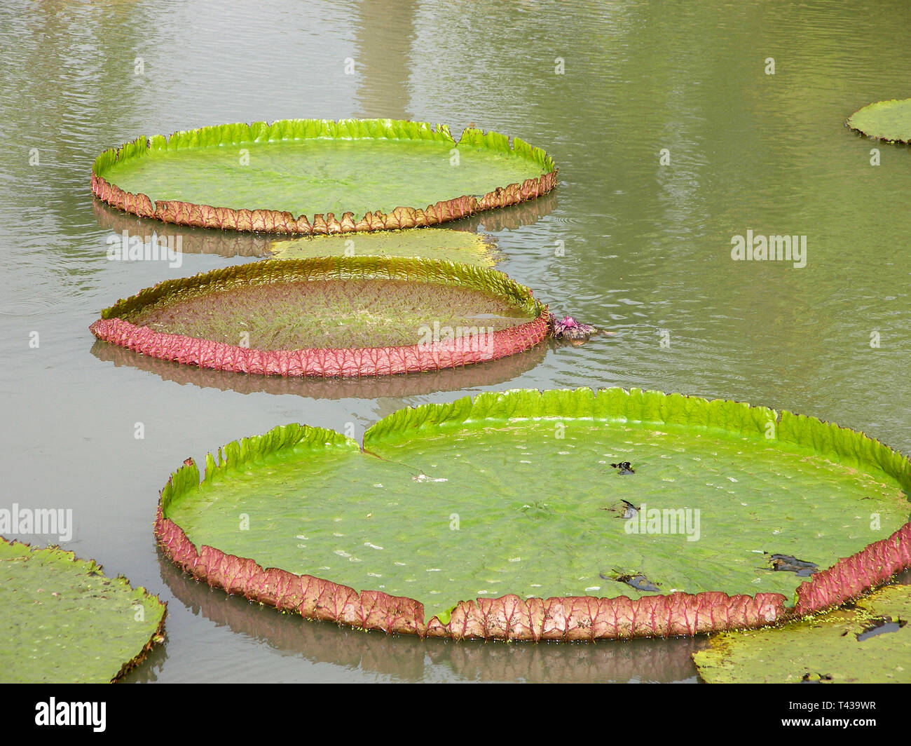 Nénuphars géants (Victoria regia) en Thaïlande, l'Asie du Sud, Asie Banque D'Images