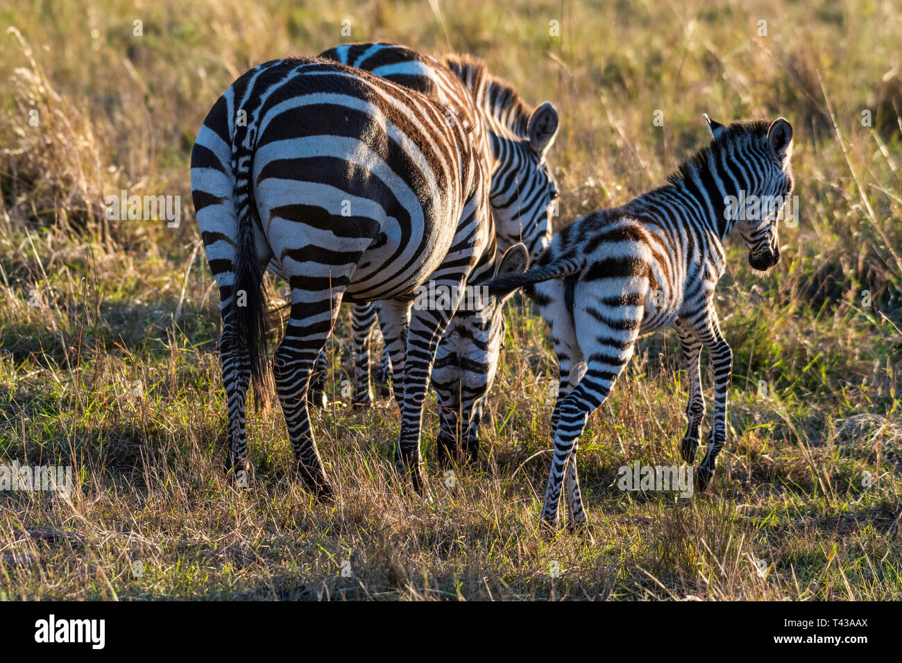 Veau zébrées de marcher seul sans sa mère au Maasai Mara au lever du soleil Banque D'Images