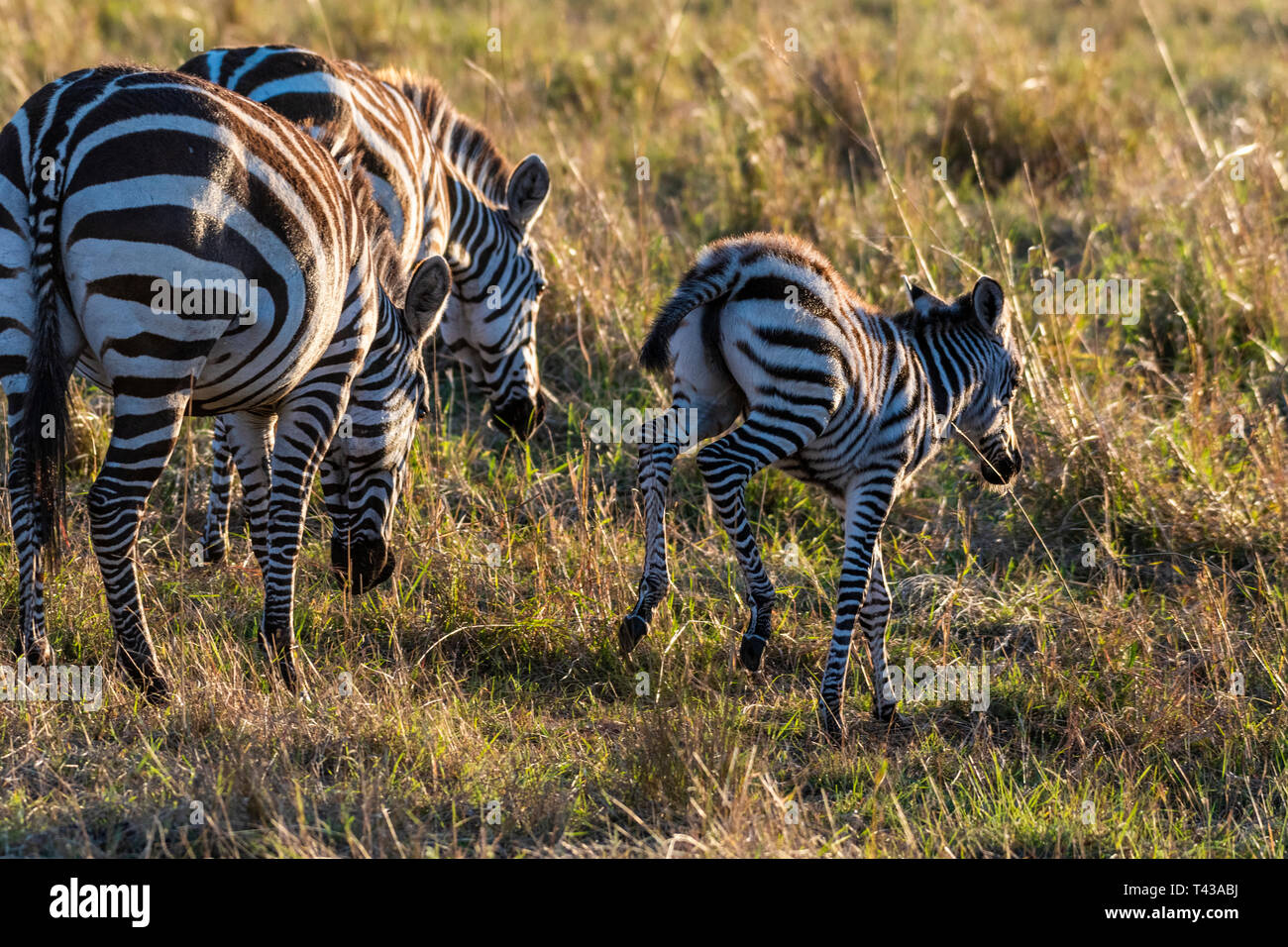 Veau zébrées de marcher seul sans sa mère au Maasai Mara au lever du soleil Banque D'Images